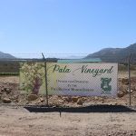 Pala Band of Mission Indians California Pala Vineyard