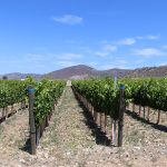Pala Band of Mission Indians California Pala Vineyard