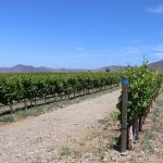 Pala Band of Mission Indians California Pala Vineyard