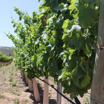 Pala Band of Mission Indians California Pala Vineyard