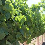 Pala Band of Mission Indians California Pala Vineyard