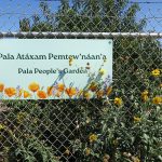 Pala Band of Mission Indians California Pala Atáxam Pemtew’naan’a Pala People’s Garden