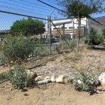 Pala Band of Mission Indians California Pala Atáxam Pemtew’naan’a Pala People’s Garden