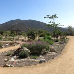 Pala Band of Mission Indians California Pala Atáxam Pemtew’naan’a Pala People’s Garden