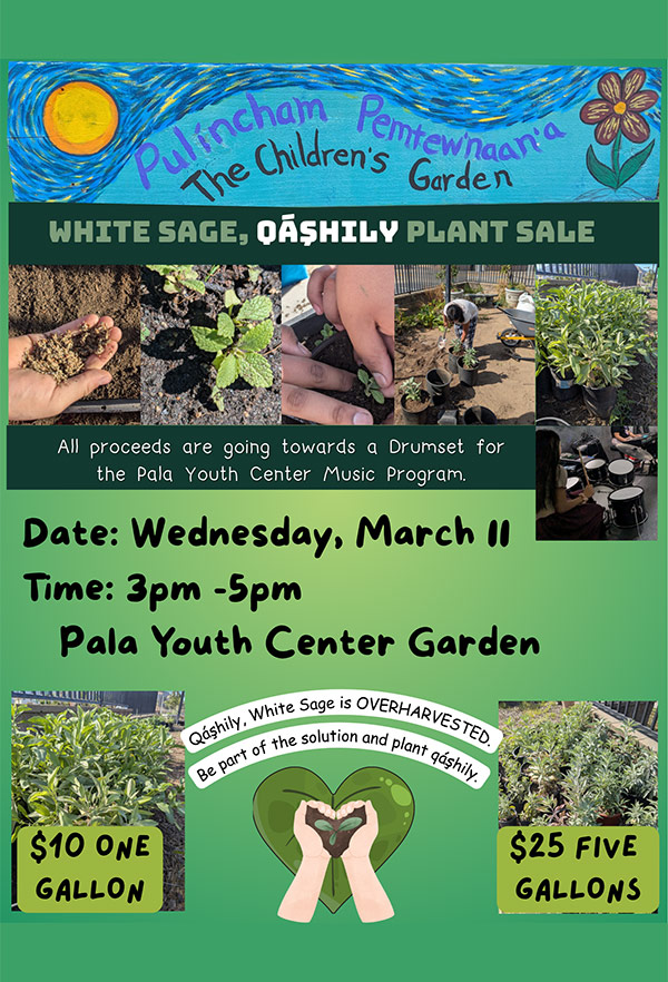 Pala Band of Mission Indians PBMI Pala Youth Center Garden Qáşhily 'akúlyi Little White Sage Plant Sale