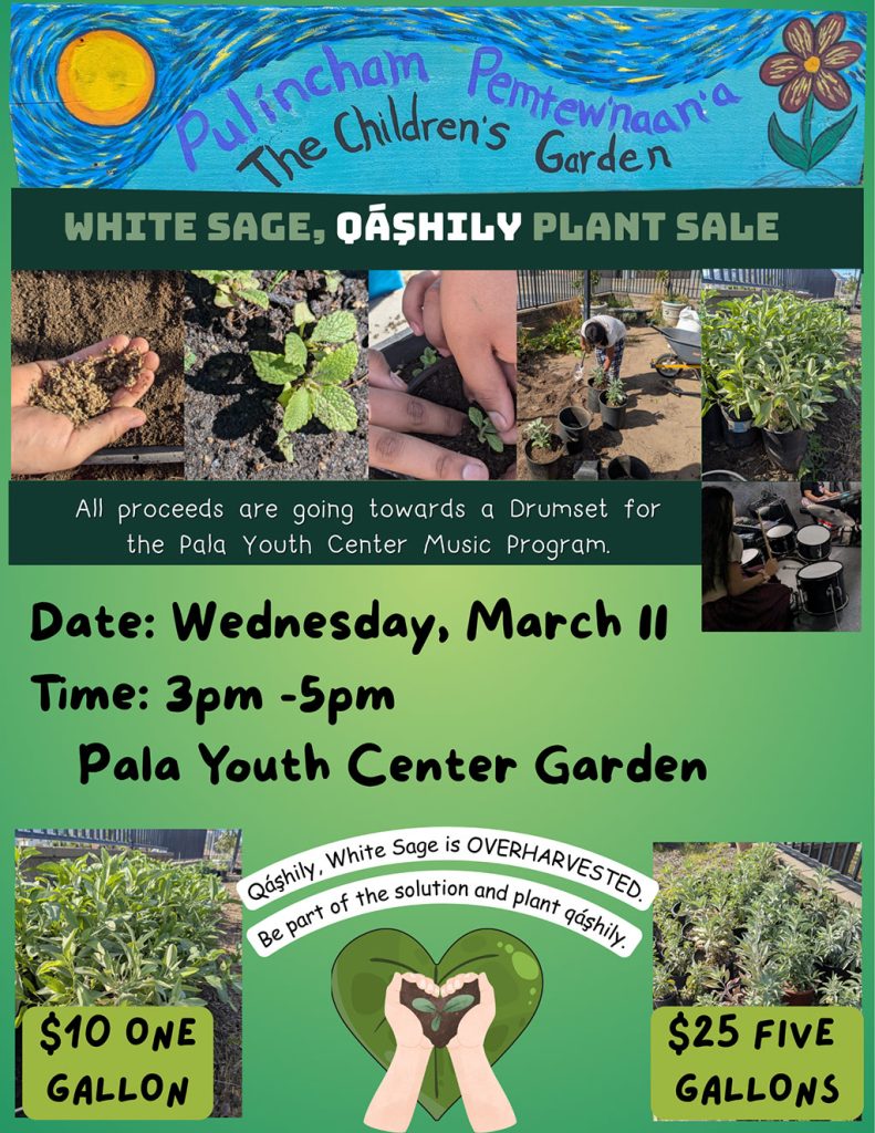 Pala Band of Mission Indians PBMI Pala Youth Center Garden Qáşhily 'akúlyi Little White Sage Plant Sale