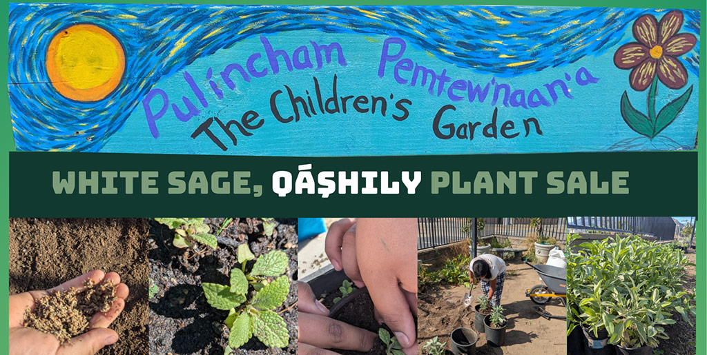 Pala Band of Mission Indians PBMI Pala Youth Center Garden Qáşhily 'akúlyi Little White Sage Plant Sale